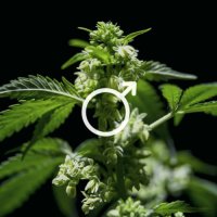 CBD olej - 2,5 % cannabidol